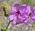 Nocenka Mirabilis albida