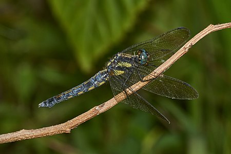 Orthetrum glaucum (പെൺതുമ്പി)