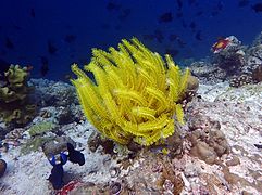 Une comatule noble (Comaster schlegelii)