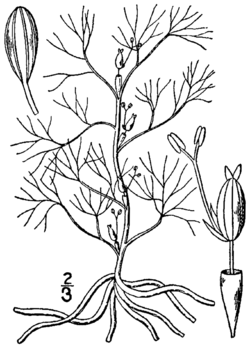 Podostemum ceratophyllum