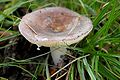 Russula.ionochlora