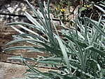 Helichrysum thianschanicum (Icicles leaves) at nursery on Maui