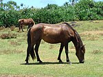 Chevaux à l'état semi-sauvage sur l'île de Yonaguni.