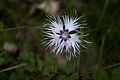 Clavell de pastor (Dyanthus sylvestris)