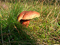 Boletus dupainii