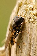 Kleine Erzschwebfliege (Cheilosia.pagana)