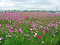 天満大池付近のコスモス畑