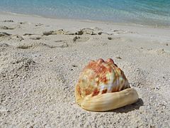 Un casque rouge (Cypraecassis rufa), échoué sur la plage.