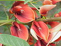 Erythrina crista-galli