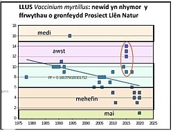 Graff yn dangos newid yn nhymor ffrwytho llus (Vaccinium myrtillus) yng Nghymru dro hanner canrif