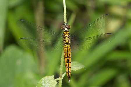 Lyriothemis acigastra (പ്രായപൂർത്തിയാകാത്ത ആൺതുമ്പി)