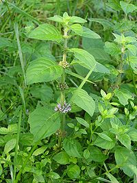 Tīruma mētra (Mentha arvensis)