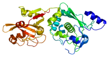 Protein CAPN9 PDB 1ziv.png