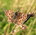 Mažoji hesperija (Pyrgus malvae)