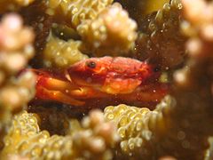 Un crabe trapézie (Trapezia bidentata) dissimulé dans une colonie d'Acropora