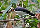 White-necked rockfowl