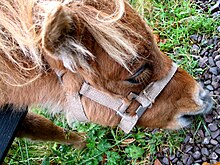 Tête d'un poney alezan en licol en train de brouter.