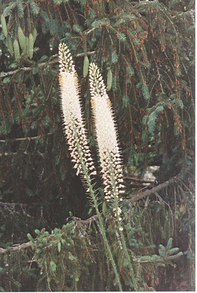 Eremurus sp.