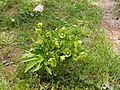 Helleborus cyclophyllus