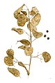 Silicules de Lunaria annua – MHNT