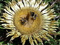 Carlina molt visitada