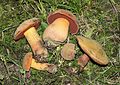 Boletus luridus