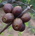 Coffea racemosa