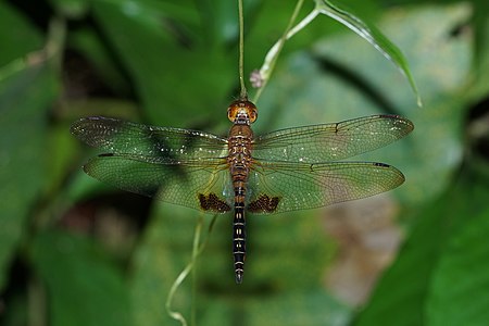 Hydrobasileus croceus (ആൺതുമ്പി)