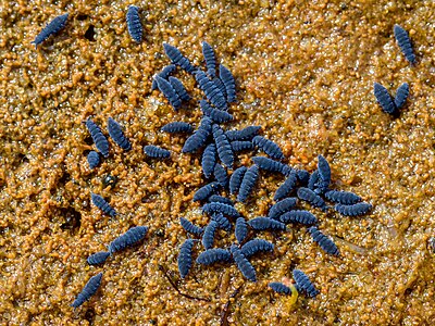 Küstenspringschwänze (Anurida maritima) am Rand einer Pfütze auf dem Ostheller Norderneys Foto: Stephan Sprinz