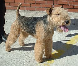 Lakeland Terrier noir et feu