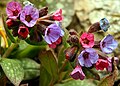 (Pulmonaria-нь цецязо)