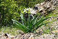 Pancratium illyricum