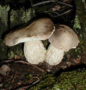 Pseudoaustroboletus valens