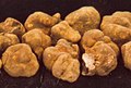 Tuber magnatum