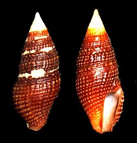 Turridrupa cerithina