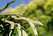 Chestnut flowers.jpg