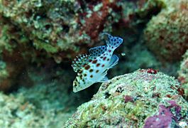 Un poisson-épervier à points rouges (Cirrhitichthys oxycephalus)