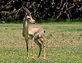 Gazelle de montagne d’Arabie (mâle)