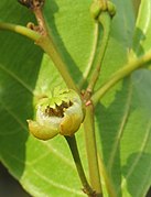 Flor de Hydnocarpus pentandra.