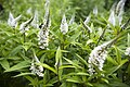 Bumblebee on Lysimachia clethroides