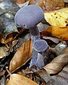 Laccaria amethystea