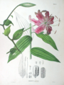 Image from "Flora Japonica" by Philipp Franz von Siebold and Joseph Gerhard Zuccarini