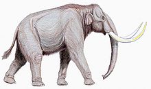 Mammuthus trogontherii122DB.jpg