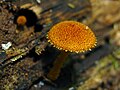 Cuticule et marge échinulées (Phaeomarasmius erinaceus)