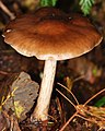 Pluteus cervinus