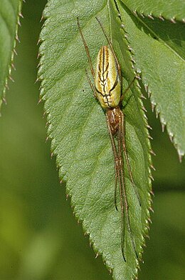 Tetragnatha.extensa.female.jpg