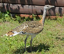 Otis tarda (Otidiformes).