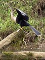 Anhinga