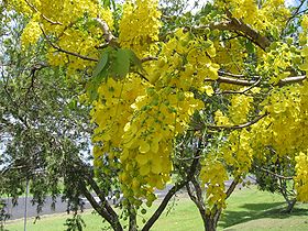 Cássia-imperial (Cassia fistula)