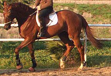 Photo en couleur montrant un cheval mené au pas par son cavalier